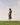 A woman stands on top of a grassy hilltop with blue sky and light whispy clouds behind her, looking back over her shoulder. She is wearing Saywood's Rosa Puff Sleeve Shirtdress in yellow and navy check tartan, worn with sandals. The tie belt is loosely tied around her waist.