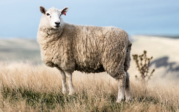 A woman in an W.two silk shirt
