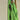 NAYA Organic Cotton Peshtemal in Lime